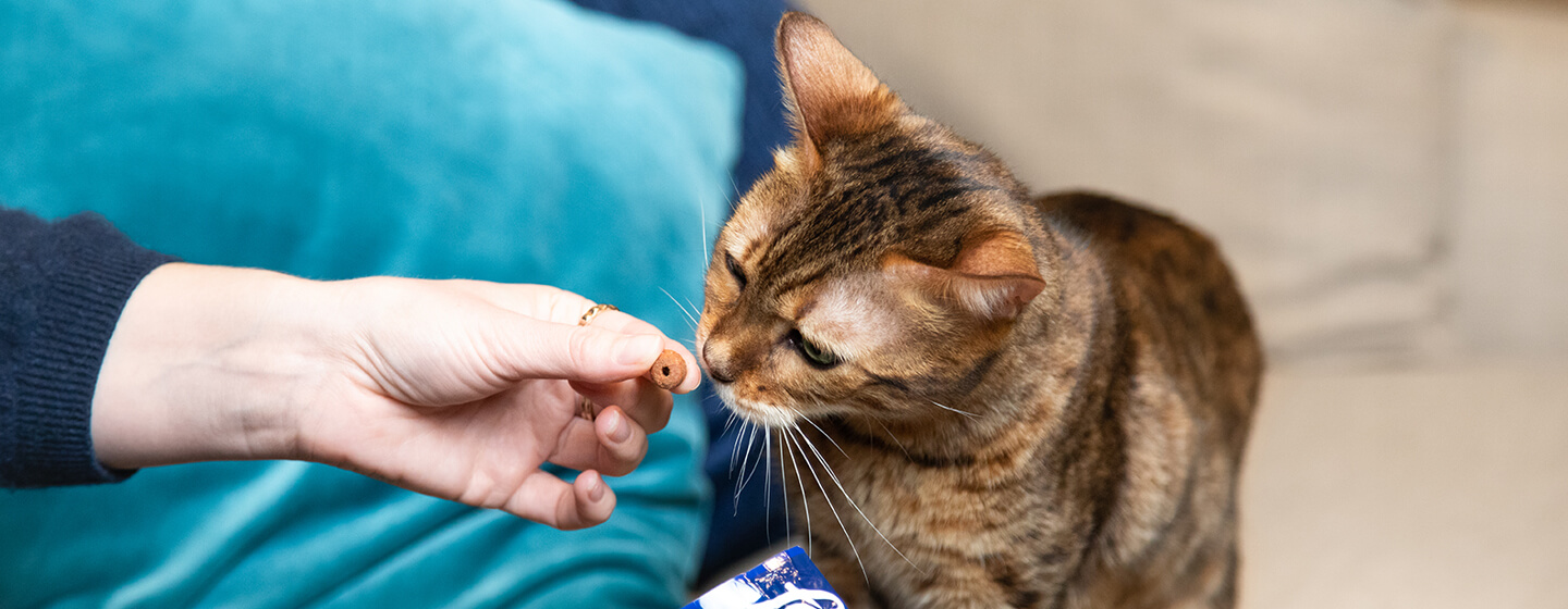 Best treats for outlet kitten